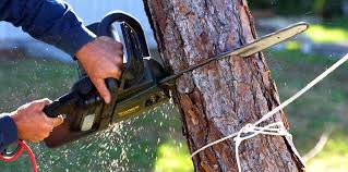 Best Leaf Removal  in Ackerman, MS