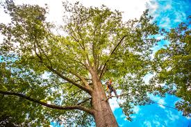 Best Commercial Tree Services  in Ackerman, MS