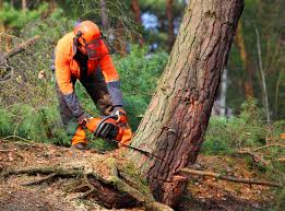 Best Fruit Tree Pruning  in Ackerman, MS