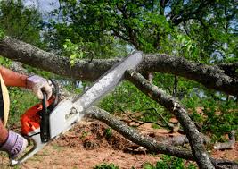 Best Lawn Renovation and Restoration  in Ackerman, MS