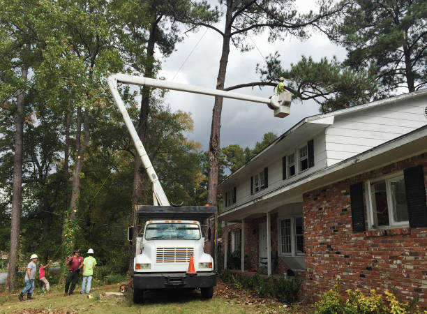 Seasonal Cleanup (Spring/Fall) in Ackerman, MS