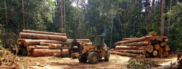 Best Tree Disease Treatment  in Ackerman, MS