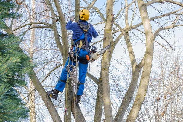 Best Utility Line Clearance  in Ackerman, MS