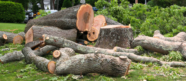 How Our Tree Care Process Works  in  Ackerman, MS
