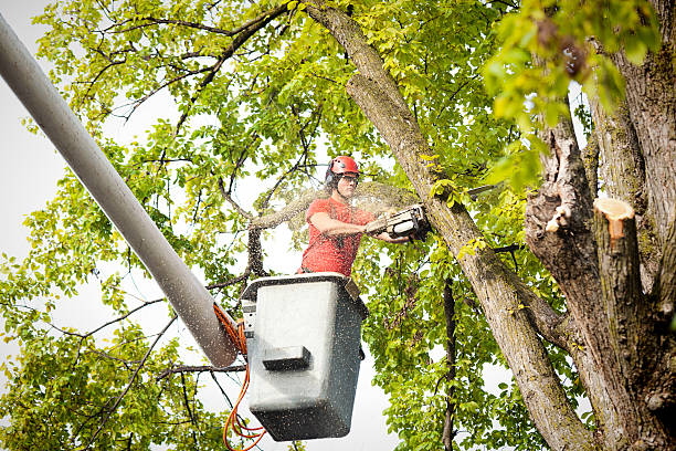 Best Storm Damage Tree Cleanup  in Ackerman, MS