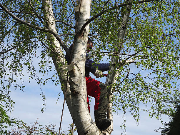 Best Hazardous Tree Removal  in Ackerman, MS