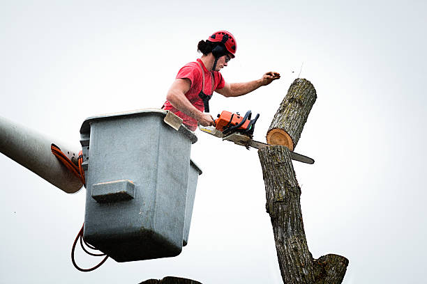 Best Tree Disease Treatment  in Ackerman, MS