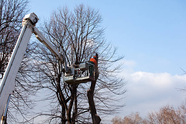 Best Tree Preservation Services  in Ackerman, MS